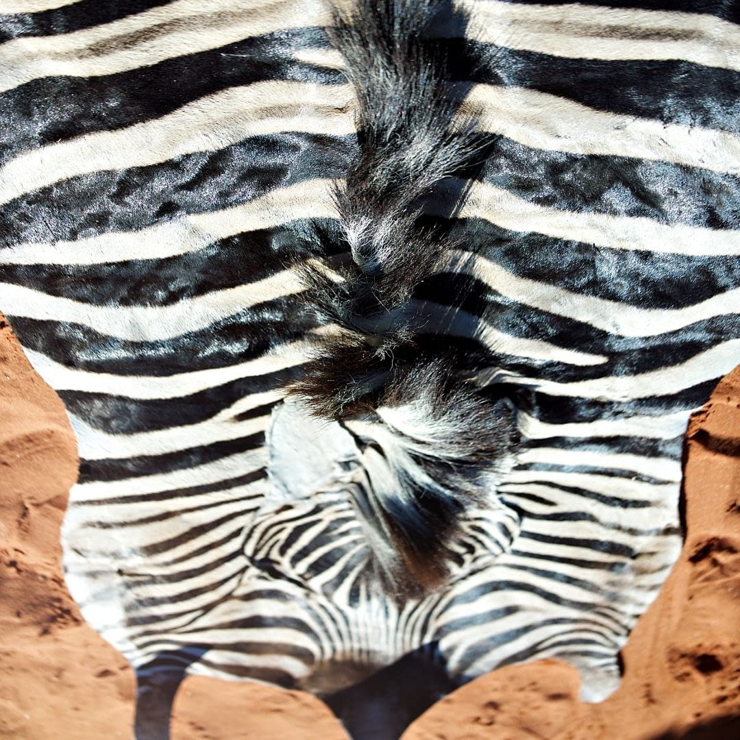 How To Clean A Zebra Skin Rug