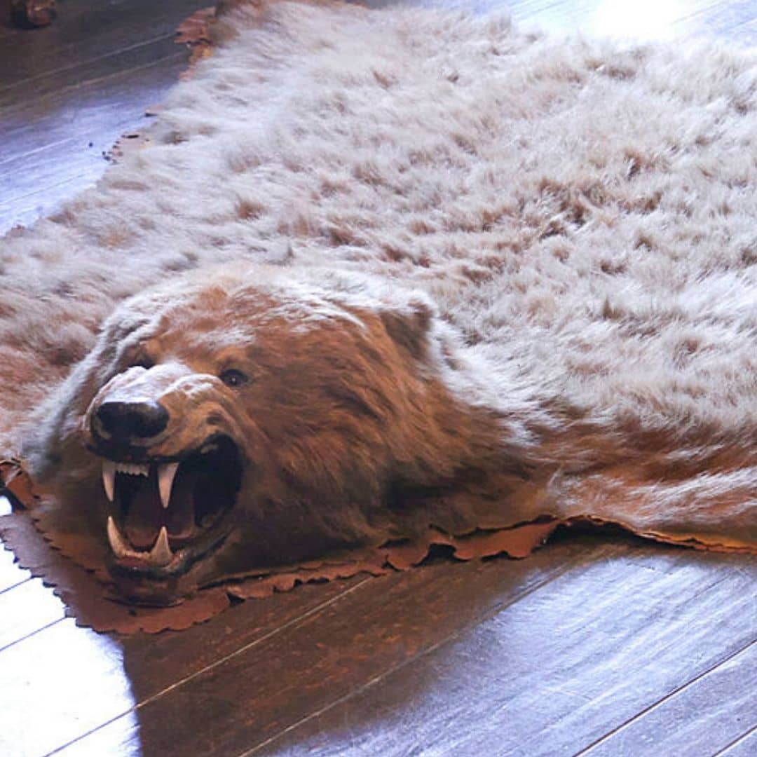 The 3 Steps On How To Clean A Bearskin Rug 8070